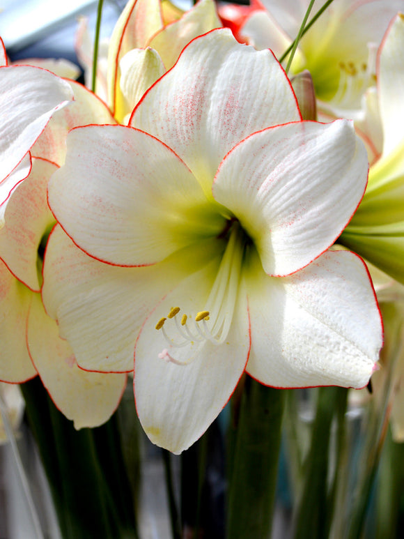 Amaryllis Bollen Picotee