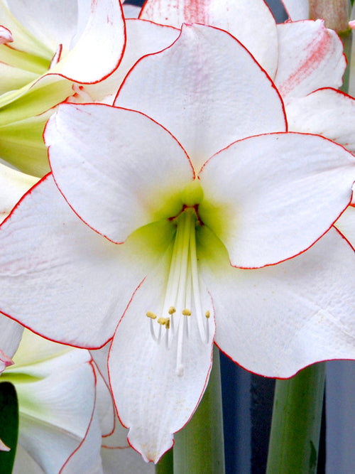 Kopen Amaryllis Picotee