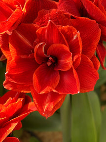 Jumbo Double Amaryllis Red Nymph