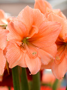 Jumbo Amaryllis Rilona