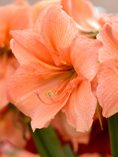 Jumbo Amaryllis Rilona Bollen