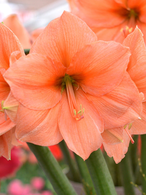 Jumbo Amaryllis Rilona Bollen