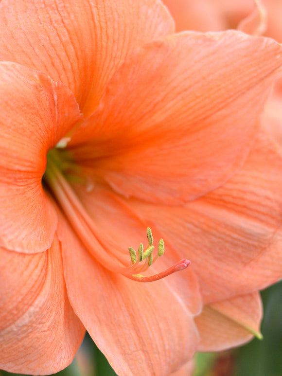 Kopen Jumbo Amaryllis Rilona