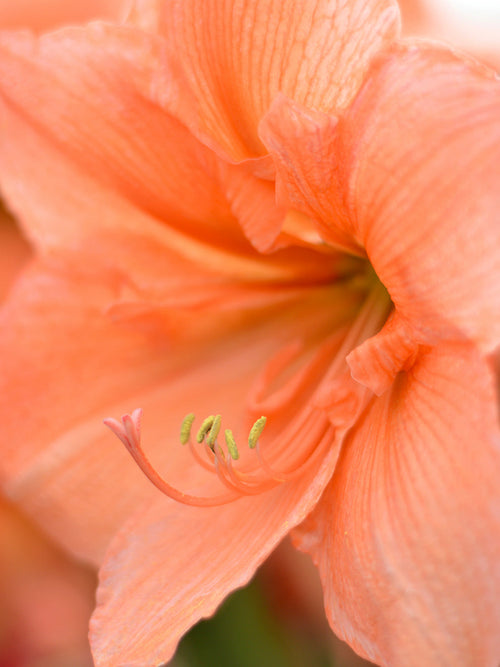 Kopen Jumbo Amaryllis Rilona Bollen