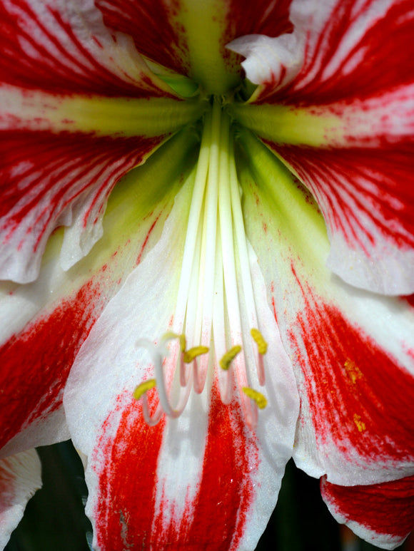 Jumbo Amaryllis Spartacus Bloem Bollen