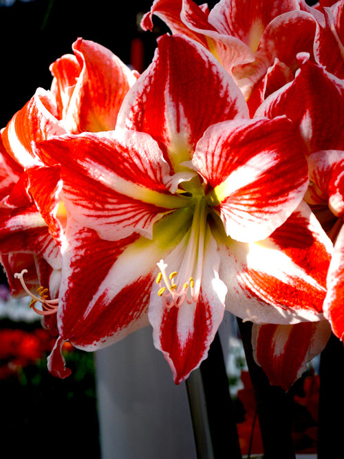 Amaryllis Spartacus Bollen