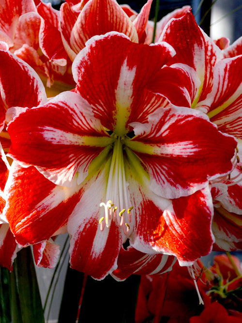 Jumbo Amaryllis Spartacus Bloem Bollen