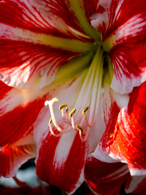 Jumbo Rood en Whit Amaryllis Bollen