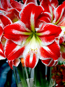 Jumbo Amaryllis Spartacus