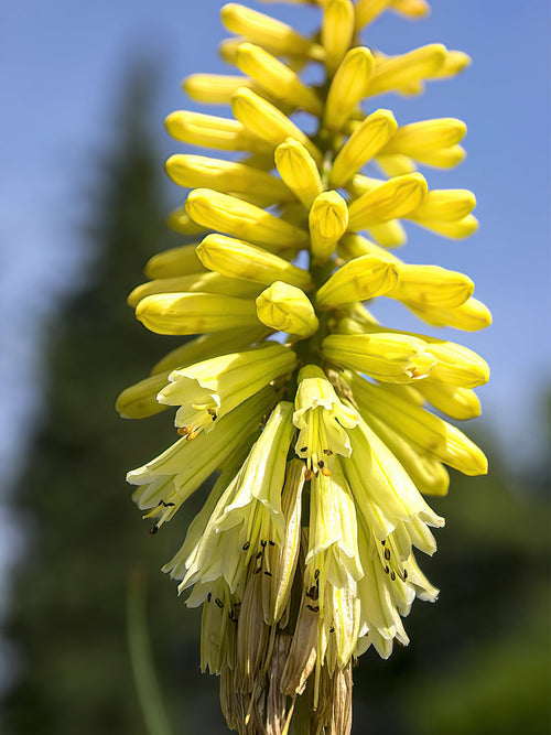 Koop Vuurpijl Citrina (Kniphofia) Fakkellelie - Vuurpijl