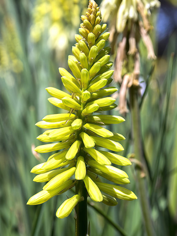 Vuurpijl Citrina (Kniphofia) Fakkellelie - Kniphofia - Vuurpijl