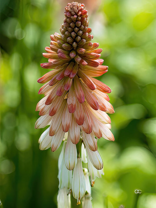 Vuurpijl Orange Vanilla Popsicle (Kniphofia)