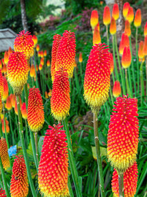 Vuurpijl Uvaria (Kniphofia)