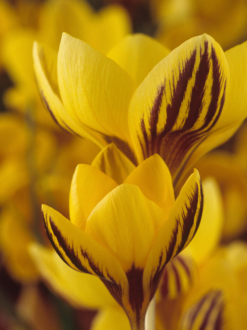 Krokus Gipsy Girl bloeiend in de voorjaarszon