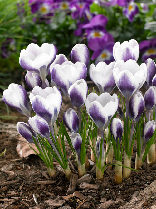 Krokus Prince Claus met witte en violette bloemblaadjes