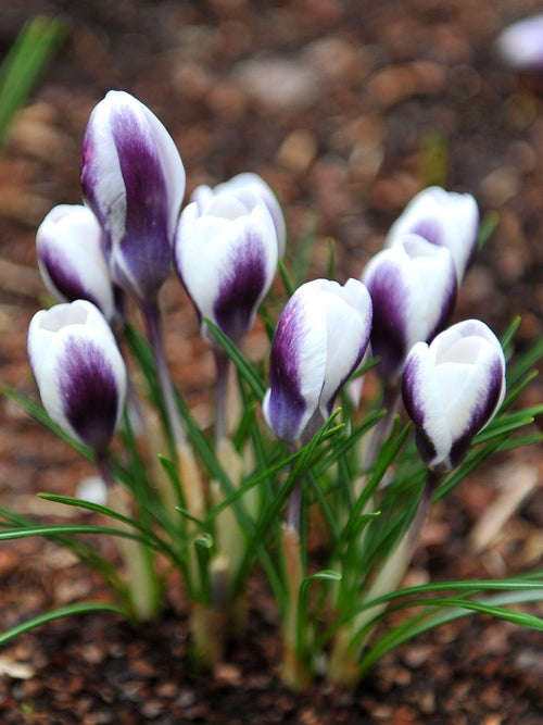 Krokus Prince Claus met witte en violette bloemblaadjes
