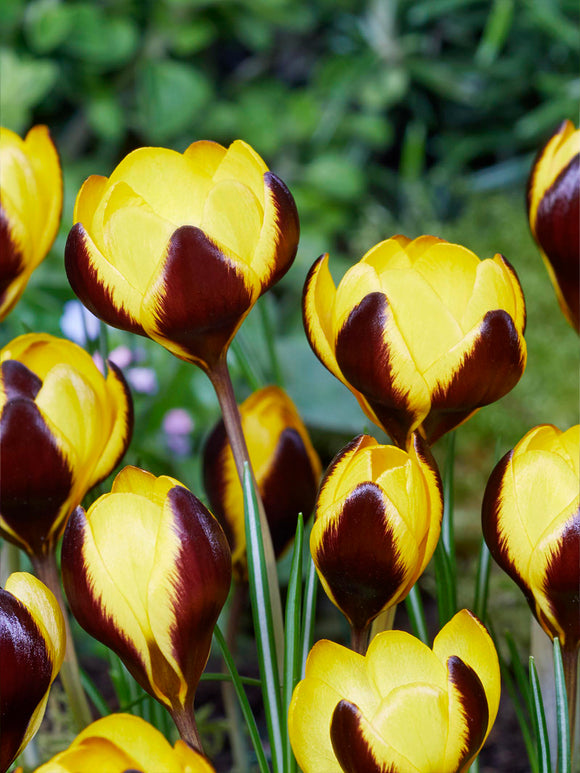 Krokus Queen Bee in bloei in een voorjaarsborder