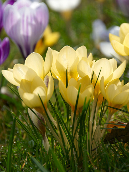 Krokus Romance bloeiend in een tuinborder
