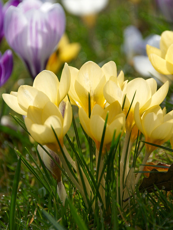 Krokus Romance bloeiend in een tuinborder