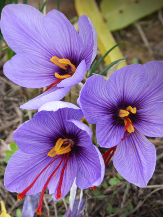 Saffraan Krokus - Krokus Sativus (Saffraan)