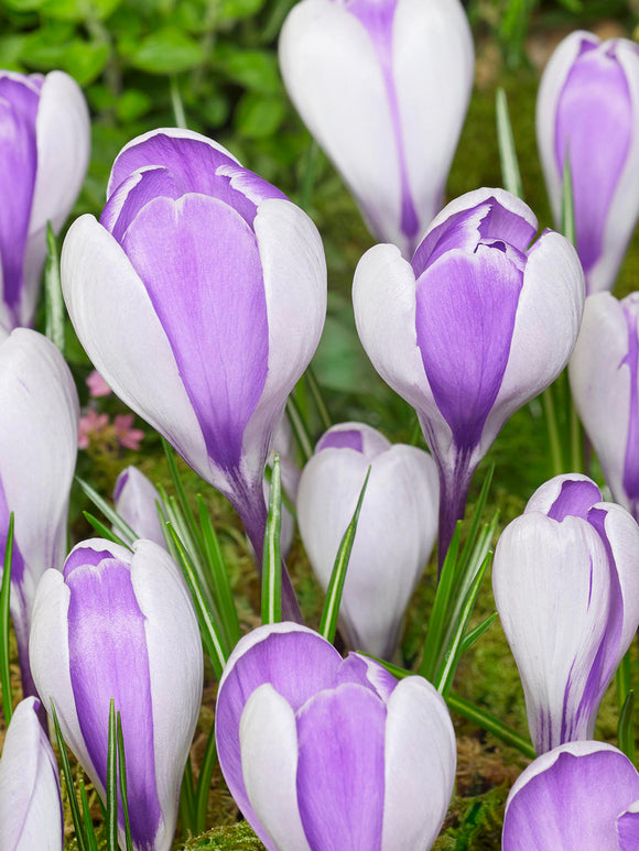 Groepje Krokus Whale Shark dat opent in zacht ochtendlicht