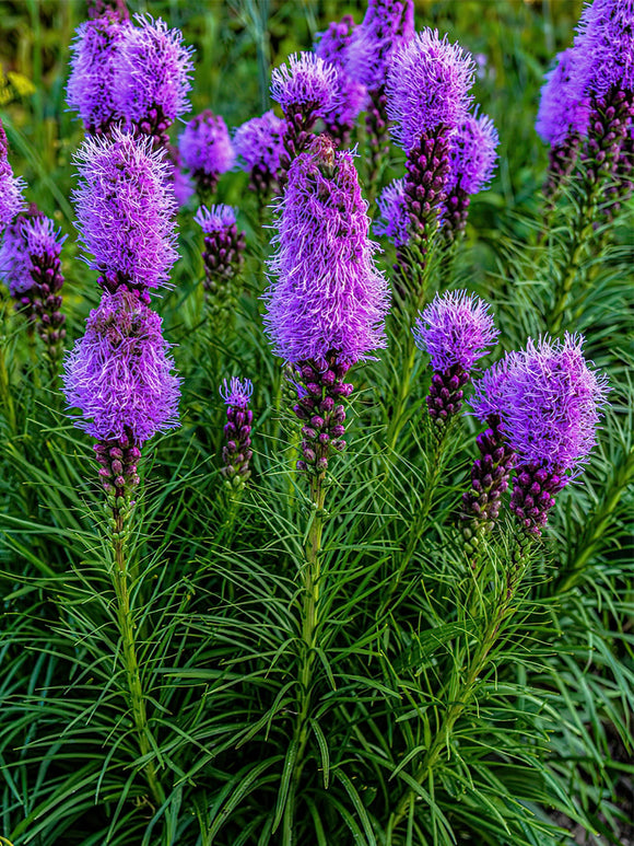 Liatris Spicata