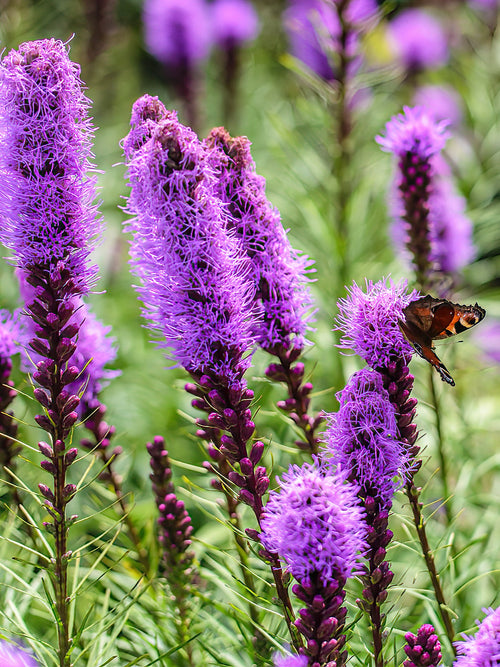 Liatris knollen kopen bij DutchGrown