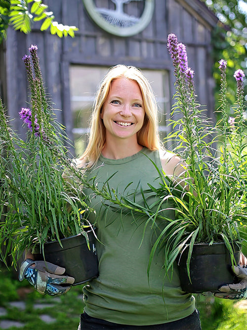 Liatris Spicata, Verzenden vanuit Nederland