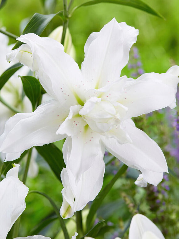 Witte Lelies - Bloembollen - Lotus Beauty