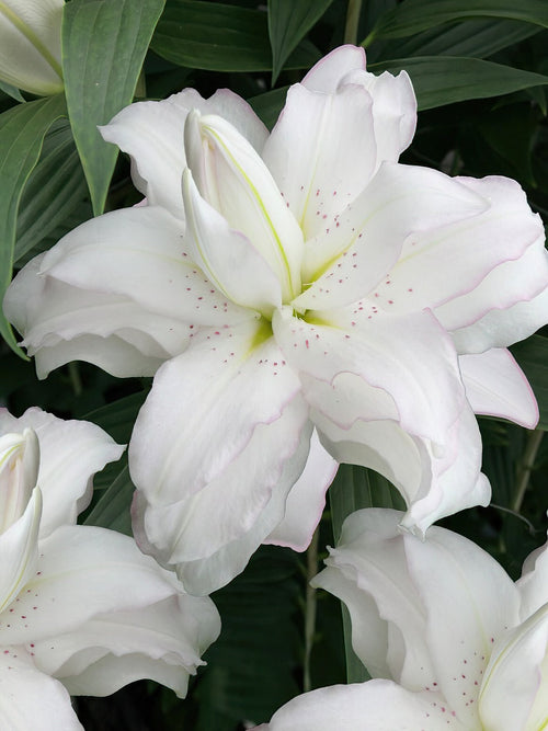 Lelies Lotus Beauty - Bloembollen