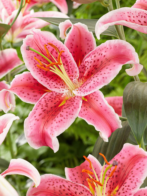 Lelies Star Gazer - bloembollen
