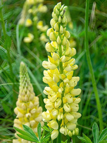 Lupine Chandelier