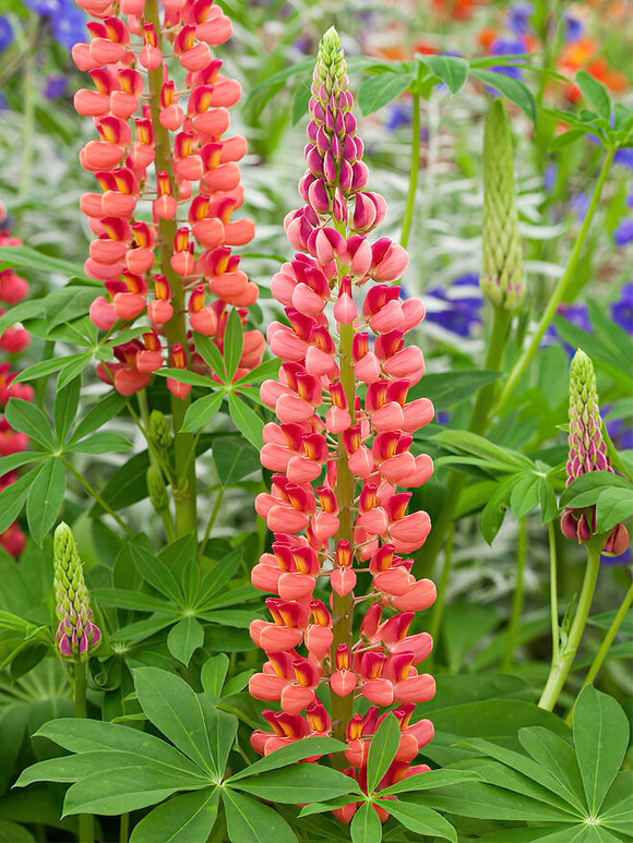 Lupine My Castle vaste planten