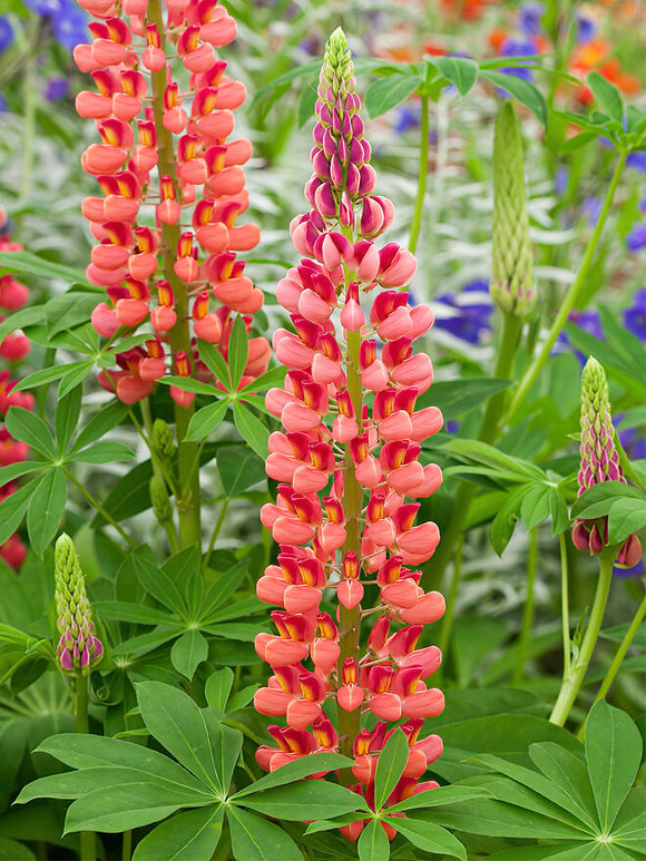 Lupine My Castle vaste planten