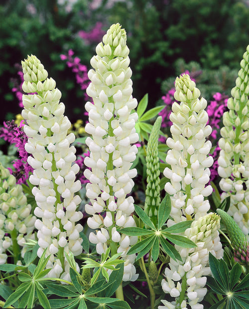 Witte Lupin Planten Nobel Maiden