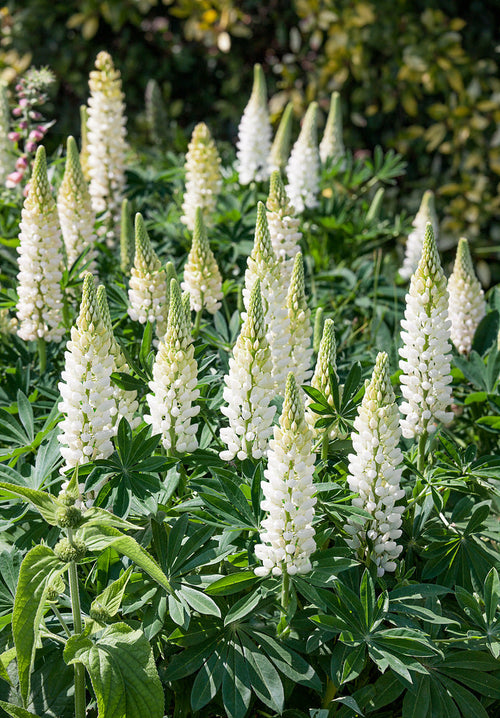 Lupine Planten Noble Maiden Bestellen