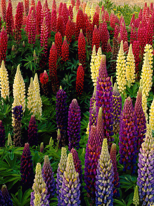 Lupin Russell Hybrids