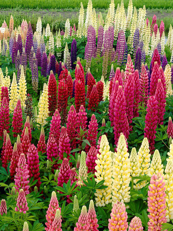 Mixed bare root Lupins for spring planting