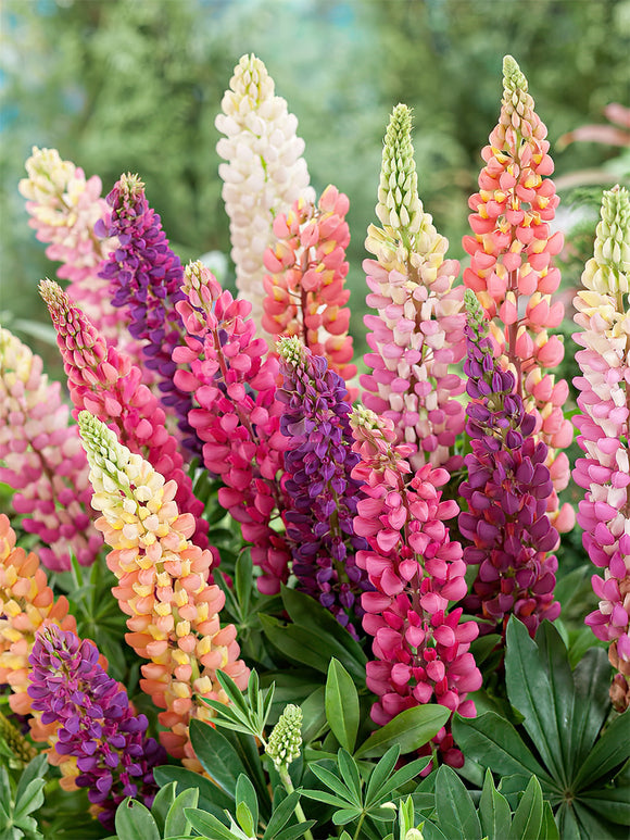 Gemengde Kleuren Lupine Planten