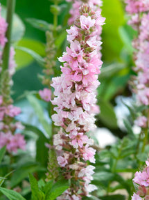 Lythrum Salicaria Blush (Grote kattenstaart)