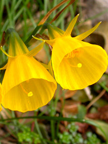 Narcis bulbocodium Golden Bells