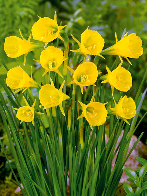 Dwergnarcis bulbocodium Golden Bells
