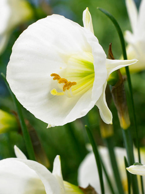 Dwergnarcis bulbocodium White Petticoat
