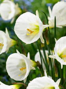 Narcis Bulbocodium White Petticoat