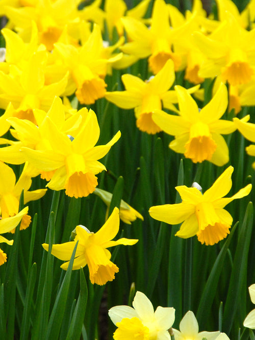 Dwergnarcis February Gold
