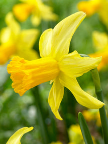 Narcis February Gold