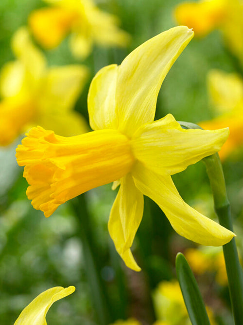 February Gold - Dwergnarcis 