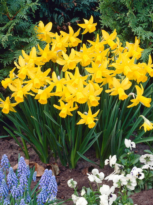 February Gold - Dwergnarcis 