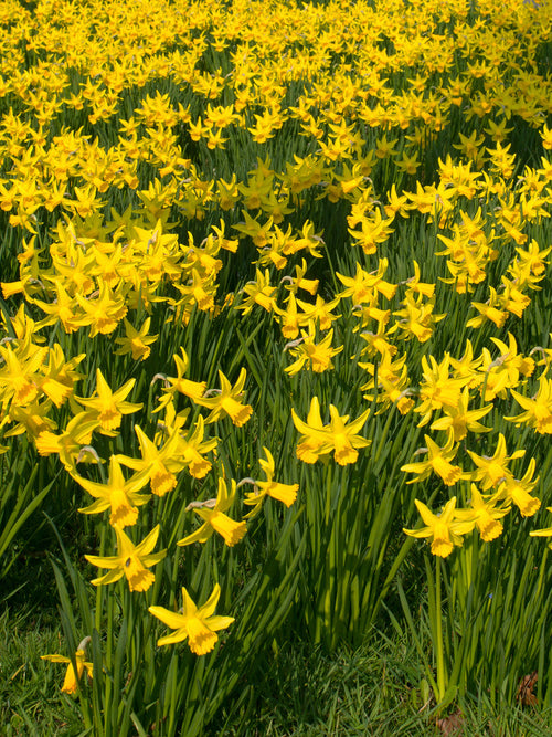Dwergnarcis February Gold