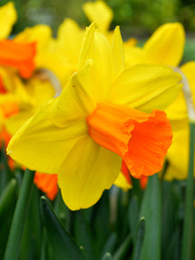 Narcis Jetfire